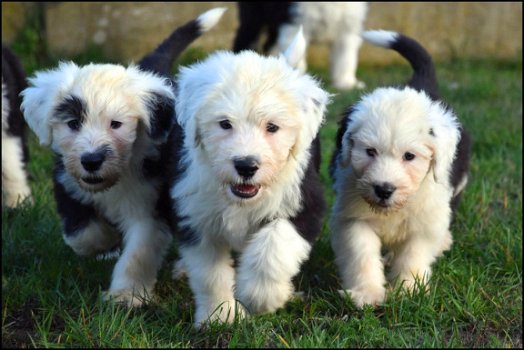 Bobtail pups - 6