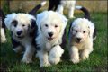 Bobtail pups - 6 - Thumbnail