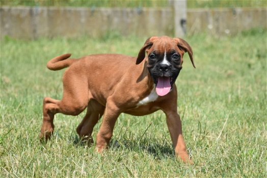 Boxer pups - 1