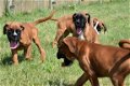 Boxer pups - 3 - Thumbnail