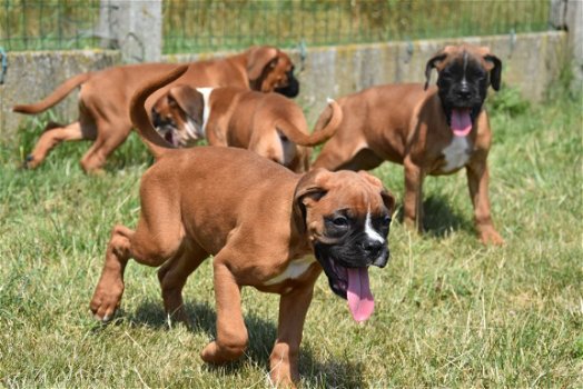 Boxer pups - 5