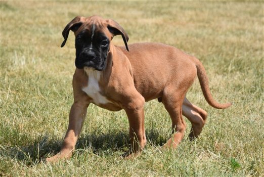 Boxer pups - 6