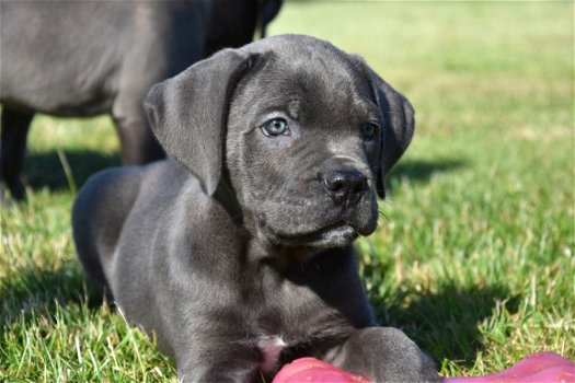 Cane corso pups - 1