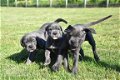 Cane corso pups - 2 - Thumbnail