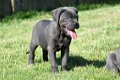 Cane corso pups - 3 - Thumbnail