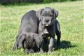 Cane corso pups - 4 - Thumbnail