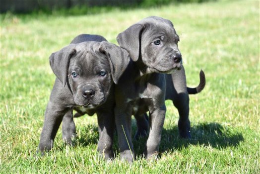 Cane corso pups - 5