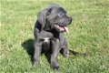 Cane corso pups - 6 - Thumbnail