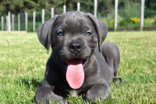 Cane corso pups - 7