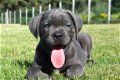 Cane corso pups - 7 - Thumbnail