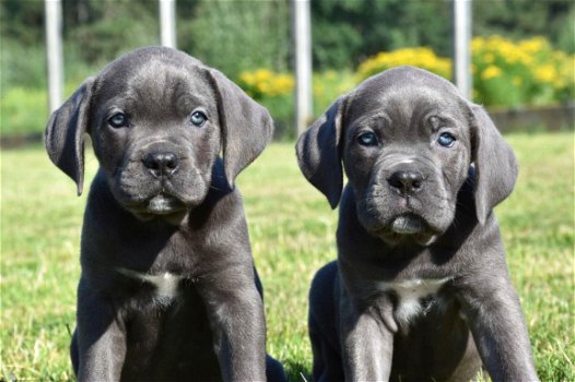 Cane corso pups - 8