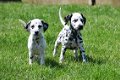 Dalmatier pups - 1 - Thumbnail