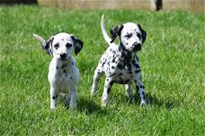 Dalmatier pups