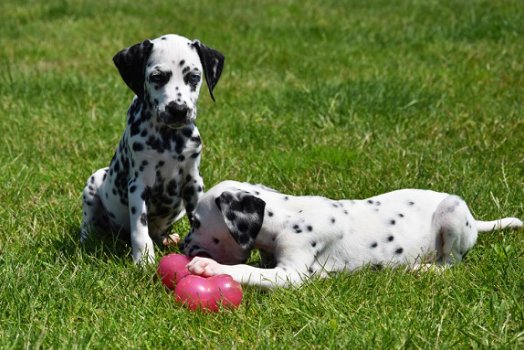 Dalmatier pups - 2