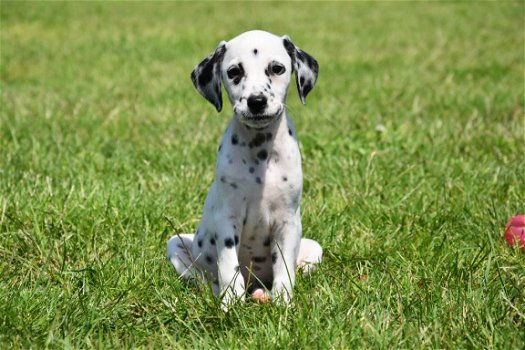 Dalmatier pups - 3