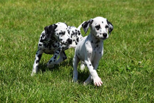 Dalmatier pups - 4