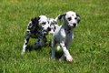 Dalmatier pups - 4 - Thumbnail