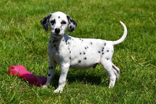 Dalmatier pups - 5