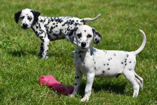 Dalmatier pups - 6