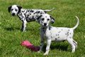 Dalmatier pups - 6 - Thumbnail