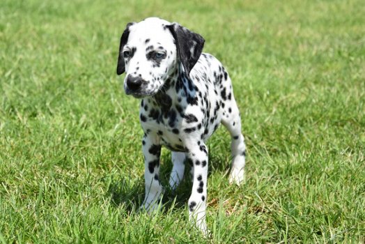 Dalmatier pups - 7