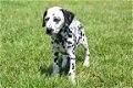 Dalmatier pups - 7 - Thumbnail