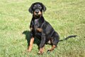 Dobermann pups - 3 - Thumbnail