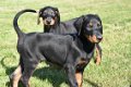 Dobermann pups - 6 - Thumbnail