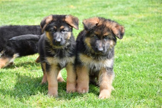 Duitse herder pups - 3