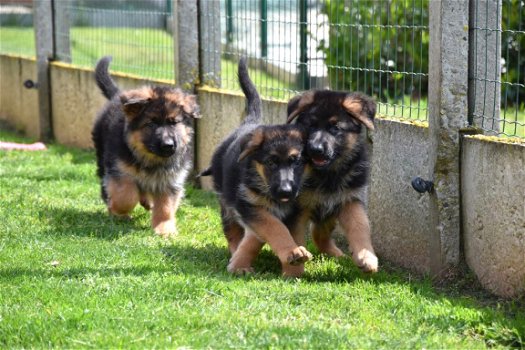 Duitse herder pups - 4