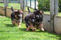 Duitse herder pups - 4 - Thumbnail