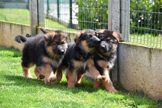 Duitse herder pups - 5