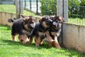 Duitse herder pups - 5 - Thumbnail