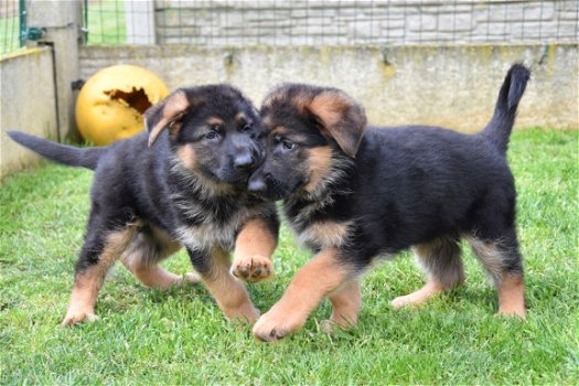 Duitse herder pups - 7