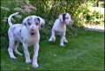 Duitse dog pups - 2 - Thumbnail