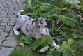 Duitse dog pups - 3 - Thumbnail