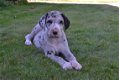 Duitse dog pups - 4 - Thumbnail