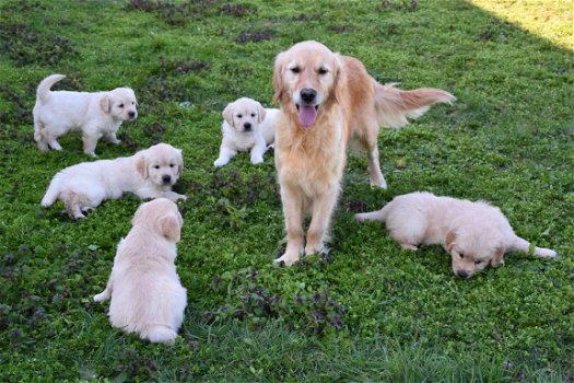 golden retriever pups - 1