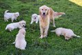golden retriever pups - 1 - Thumbnail