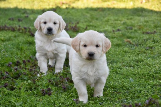 golden retriever pups - 2