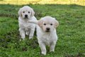 golden retriever pups - 2 - Thumbnail