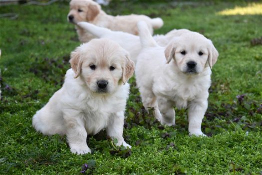 golden retriever pups - 3