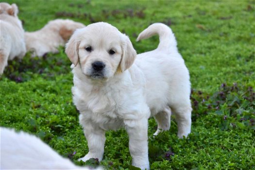 golden retriever pups - 4