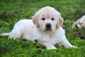golden retriever pups - 5 - Thumbnail