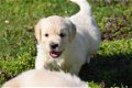 golden retriever pups - 6 - Thumbnail