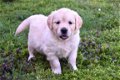 golden retriever pups - 7 - Thumbnail