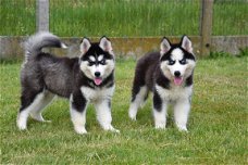 Husky pups