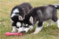 Husky pups - 3 - Thumbnail