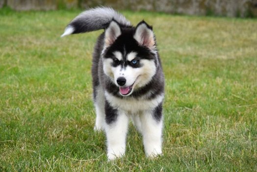 Husky pups - 5