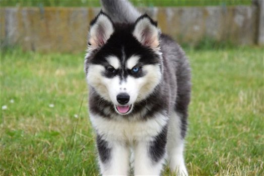 Husky pups - 6